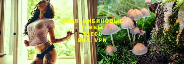 гашик Алексин